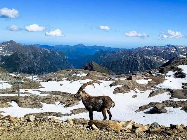 Monte Rosa Monte Rosa 13 June 2026